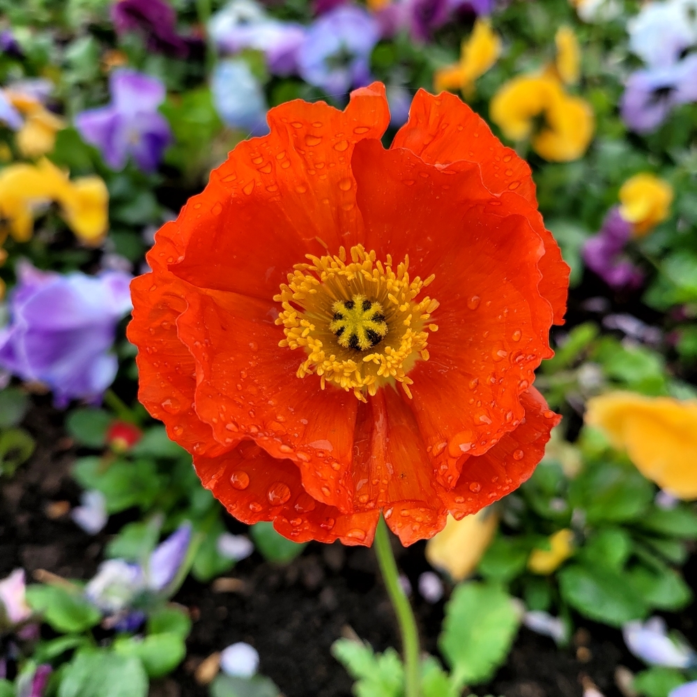 Meet your Posher, Nataliya